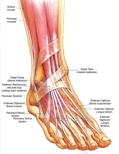 <p>Foot</p>