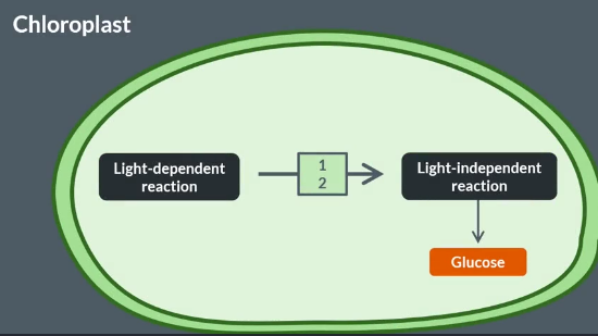 <ul><li><p>light dependent reaction</p></li><li><p>light independent reaction</p></li></ul><p></p>
