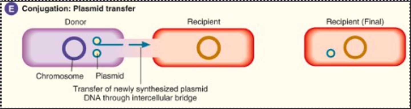 <p>Conjugation- donor bacteria transfers plasmid via a pilus</p>