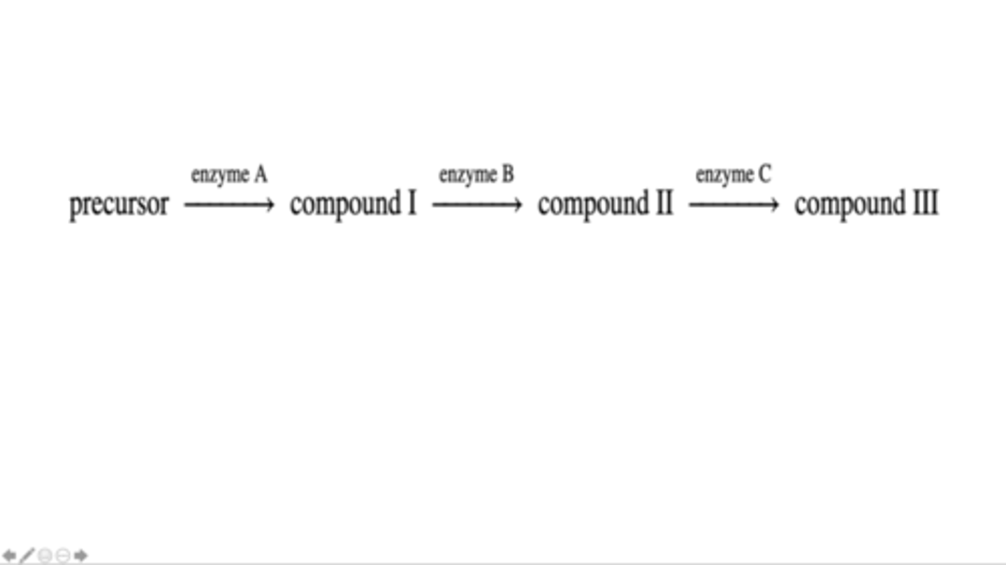 <p>Compounds I, II and III are in a biochemical pathway in a particular bacterial species. This biochemical pathway begins with a precursor and is shown below. In this pathway, enzyme A catalyzes the conversion of the precursor into Compound I, enzyme B catalyzes the conversion of Compound I into Compound II and enzyme C catalyzes the conversion of Compound II into Compound III. An auxotrophic mutant of this species was discovered that could survive and grow in minimal medium only when the minimal medium was supplemented with either Compound II or Compound III. This mutant could not survive and grow when the minimal medium was supplemented with Compound I. Which enzyme(s) is (are) likely to be functionally mutated in this mutant?</p>