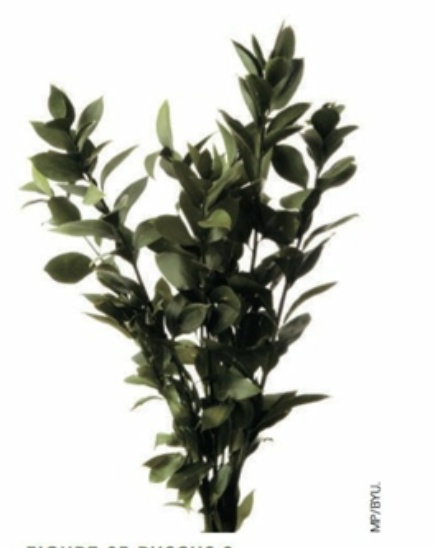 israeli ruscus - ruscus