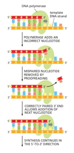 <p>is on the DNA polymerase’s exonuclease (“editing”) site.  Removes incorrectly placed nucleotides. “Proofreads” DNA.</p>