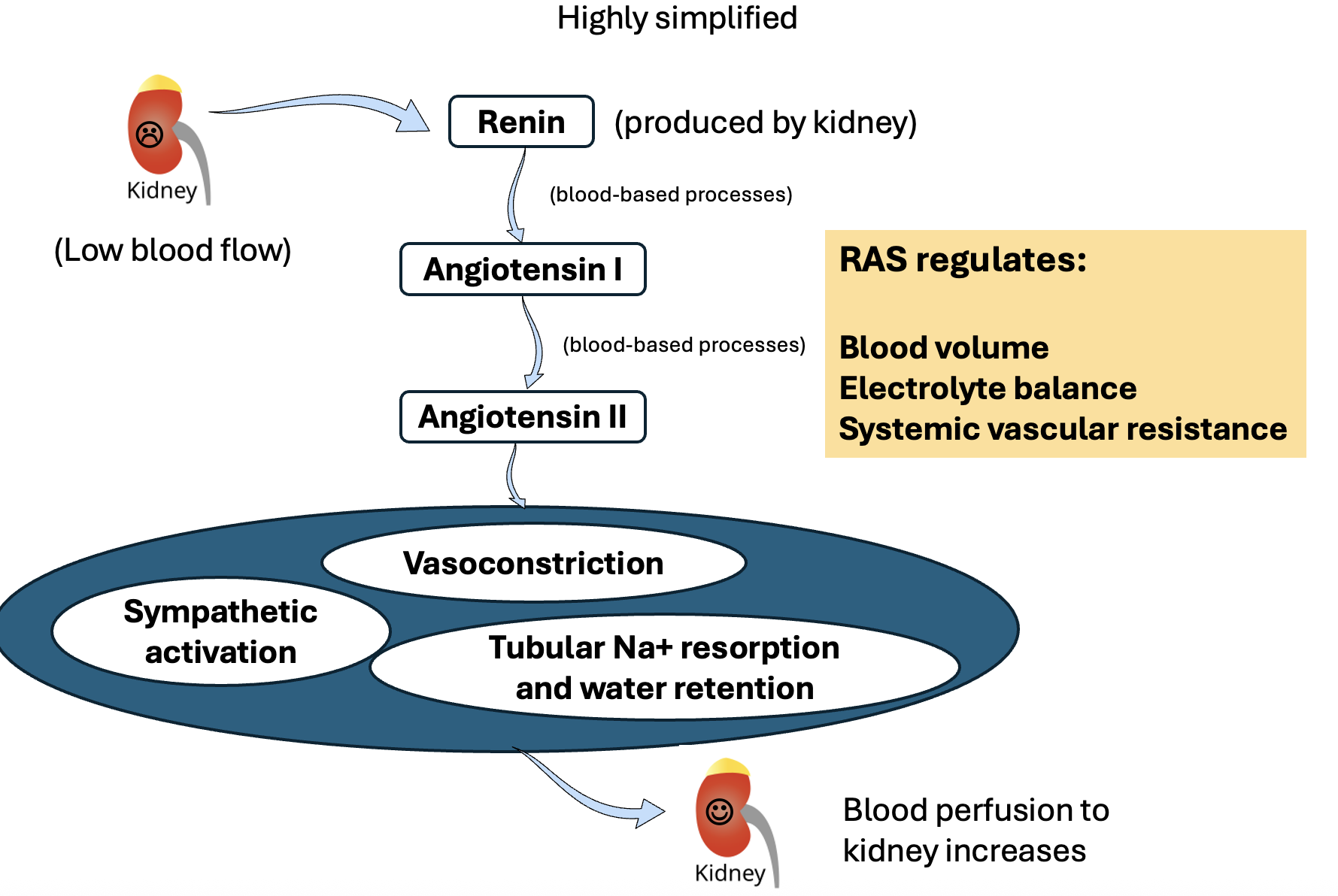 <ul><li><p>low blood flow through glomerulus</p></li><li><p>low perfusion triggers renin to be produced</p></li><li><p>renin converts angioteninogen into angiotenin 1 </p></li><li><p>Angiotensin 1 converted into Angiotenin 2</p></li><li><p>Angiotensin 2 responsible for vasoconstriction, sympathetic activation, tubular Na+ resorption and water retention</p></li><li><p>blood perfusion to kidney increases </p></li></ul><p></p><p>RAS also regulates: </p><ul><li><p>blood volume</p></li><li><p>electrolyte balance</p></li><li><p>systemic vascular resistance</p></li></ul><p></p>