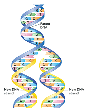 <p>original DNA strand that serves as a template</p>