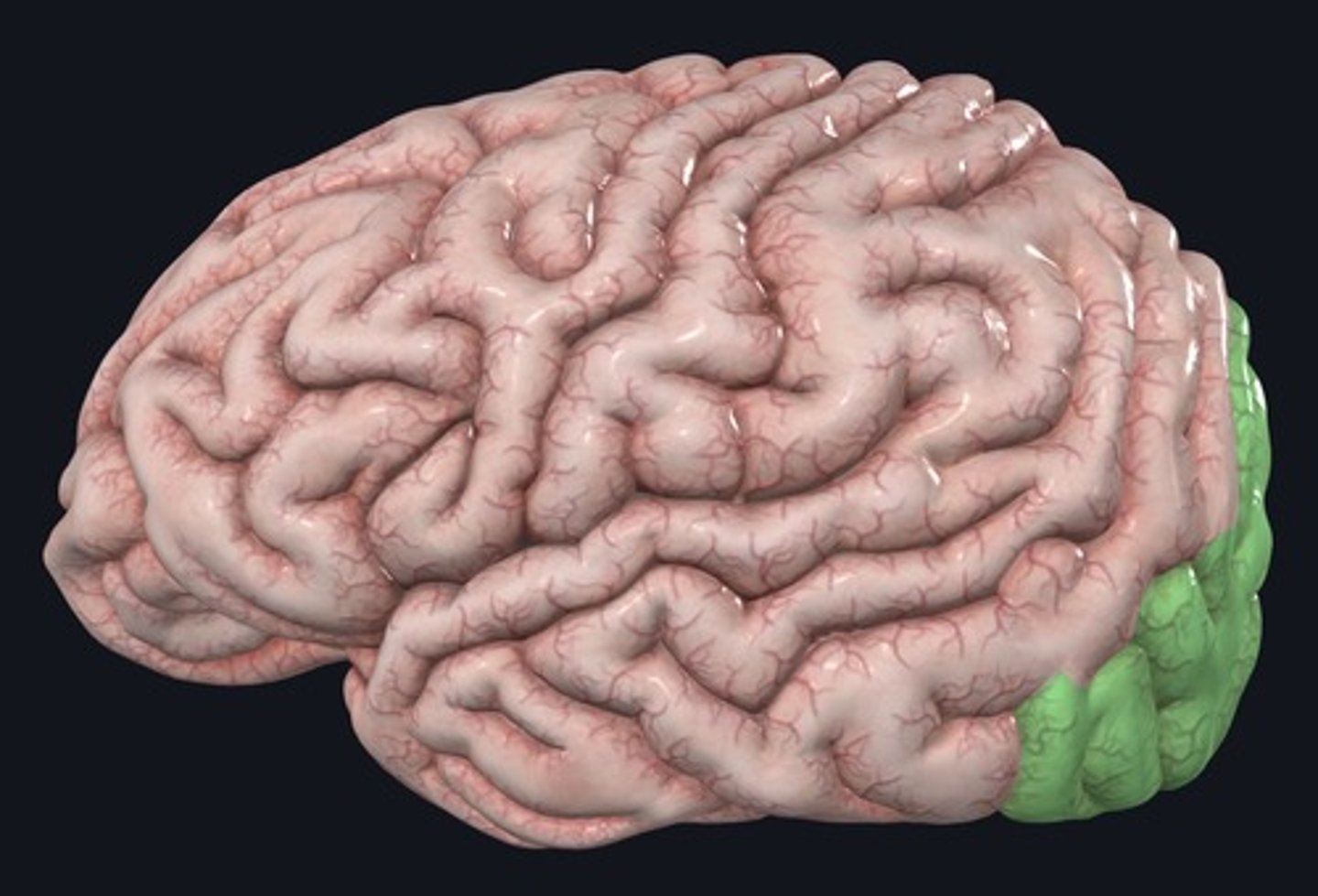 <p>Name the structure highlighted green.</p>