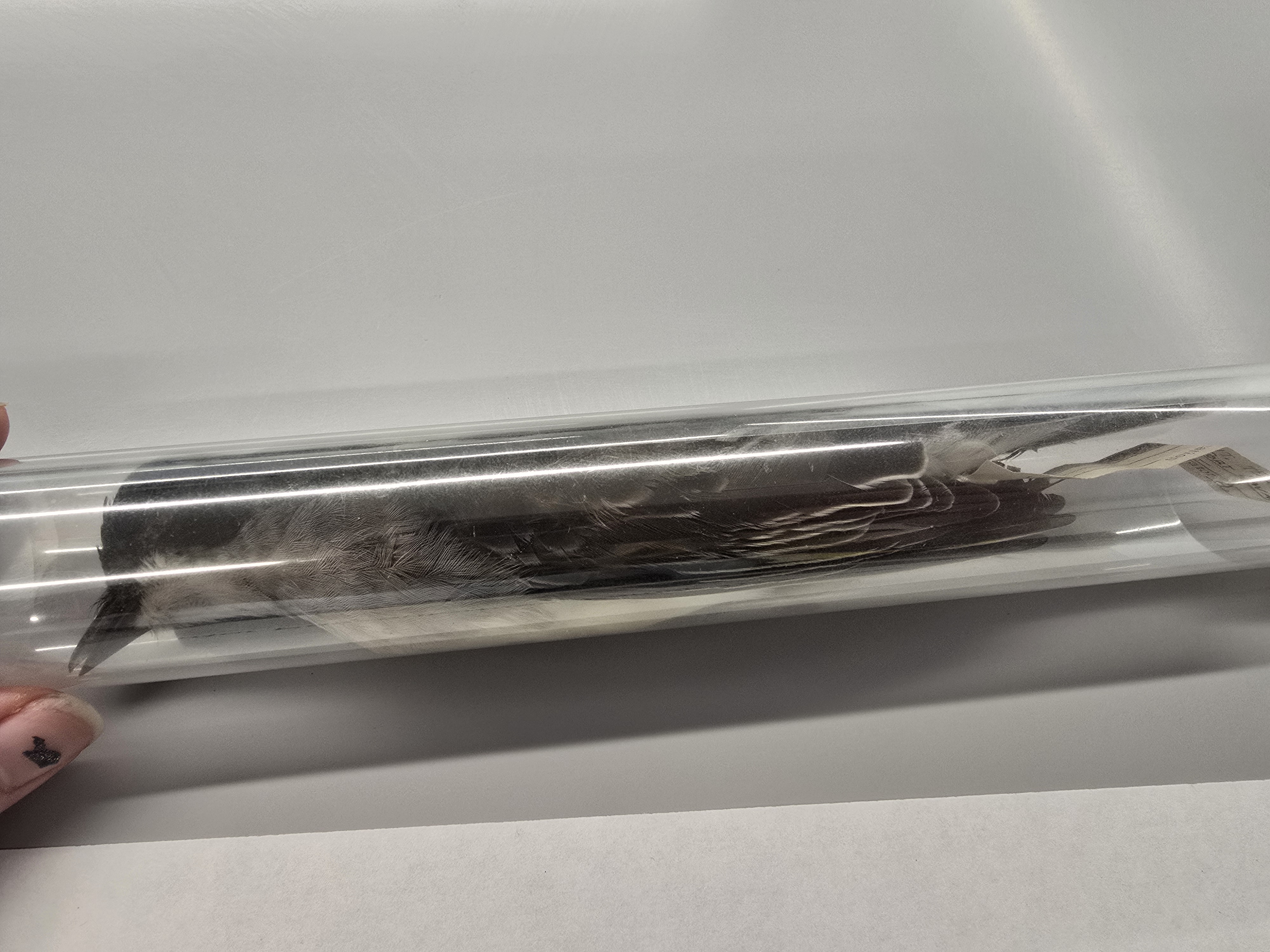 <p><span><span>Tyrannidae</span></span></p>