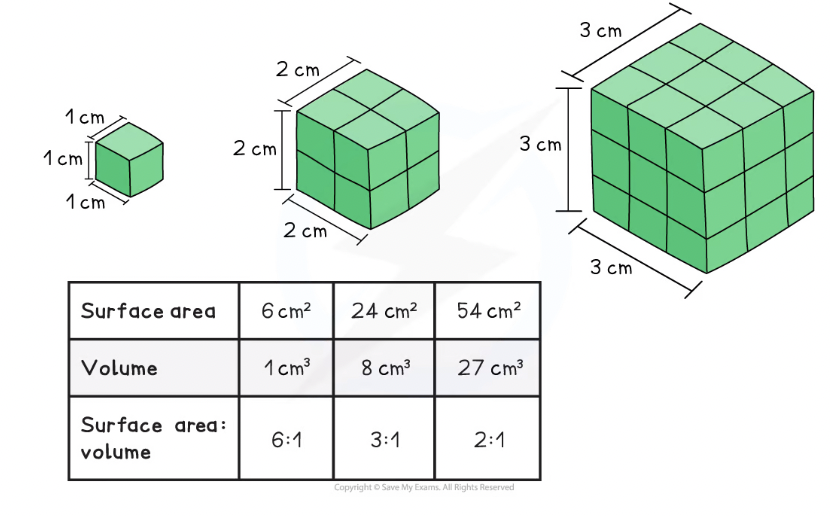 <p><span style="background-color: transparent; font-family: &quot;Proxima Nova&quot;, sans-serif;">Their <strong><em>surface area to volume ratio decreases</em></strong>.&nbsp;</span></p><p><span style="background-color: transparent; font-family: &quot;Proxima Nova&quot;, sans-serif;">Basically, if a cell is getting bigger, its volume increases faster than its surface area.</span></p><p><span style="background-color: transparent; font-family: &quot;Proxima Nova&quot;, sans-serif;">Surface area is needed for transport!</span></p>