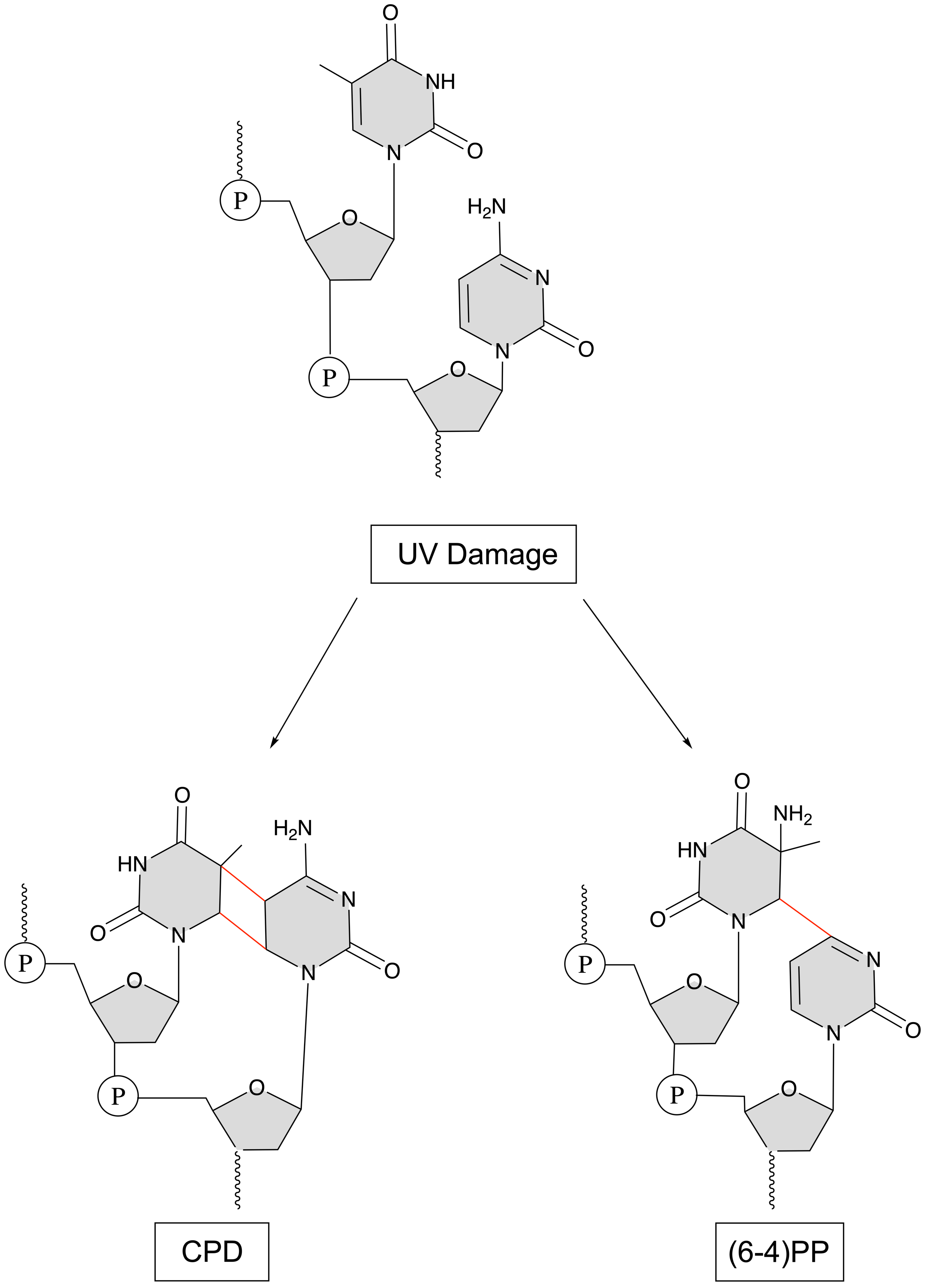 <p>pyrimidine</p>
