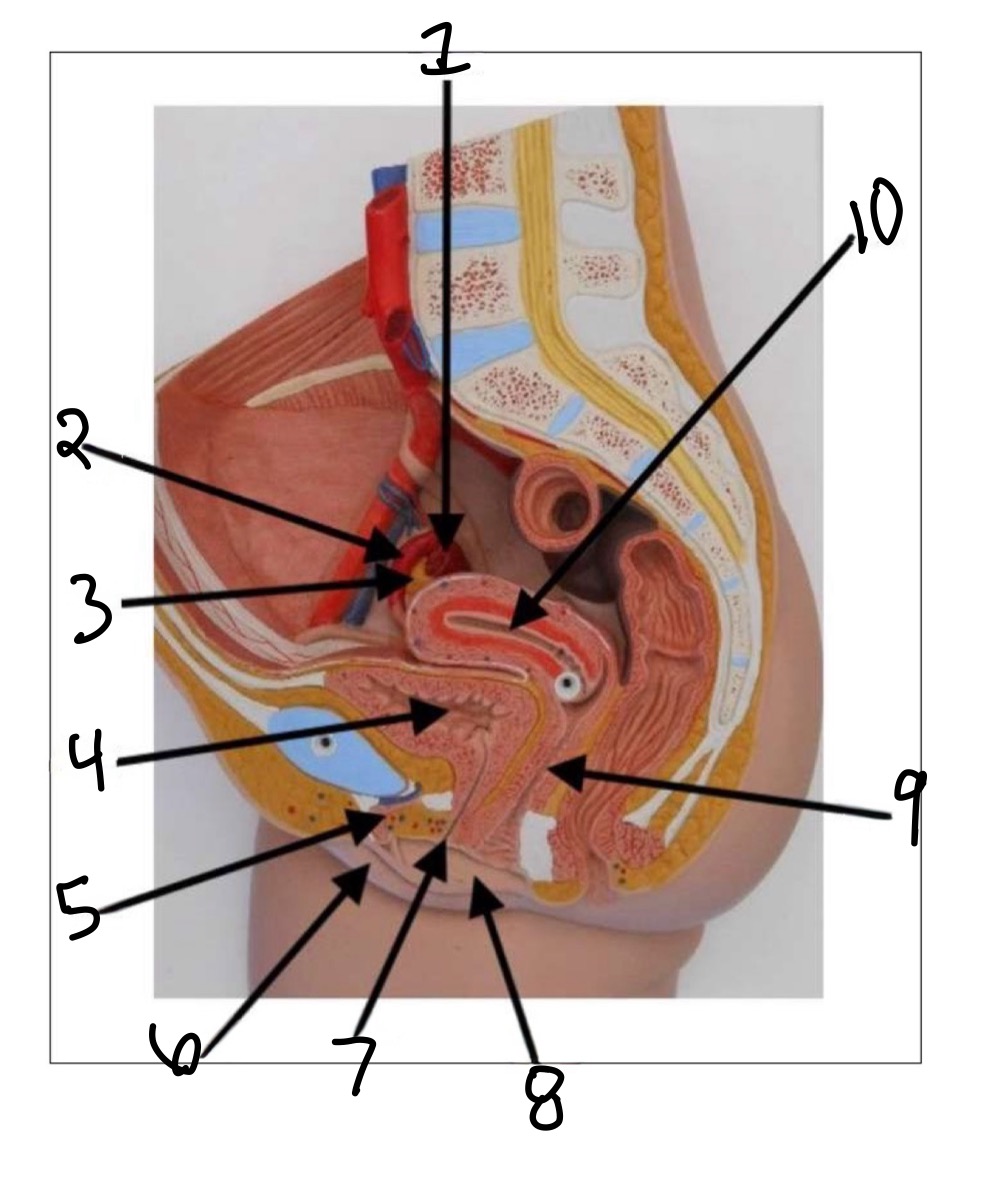 <p>Labia majora </p>