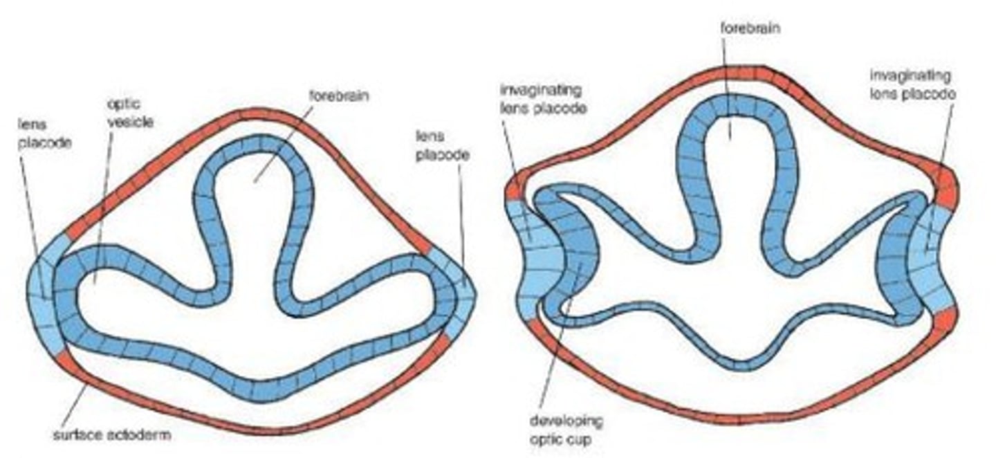 <p>A structure formed during embryonic development that gives rise to the retina and other parts of the eye.</p>