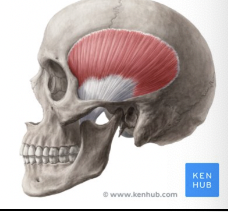 <p>What muscle is this?</p>