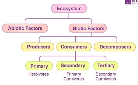 <p>structure of an ecosystem is characterized by the organization of both biotic and abiotic components</p>