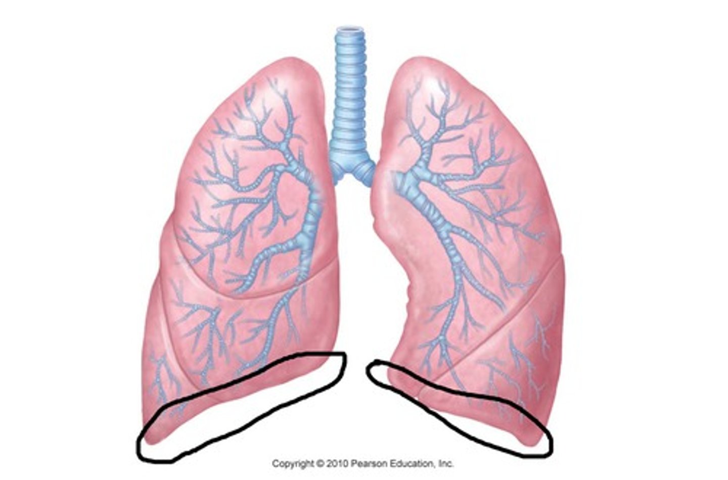 <p>lowest part of the lung, resting on the diaphragm</p><p>Right side- right lobe of liver</p><p>Left side- left lobe of liver, fundus of stomach and spleen.</p>