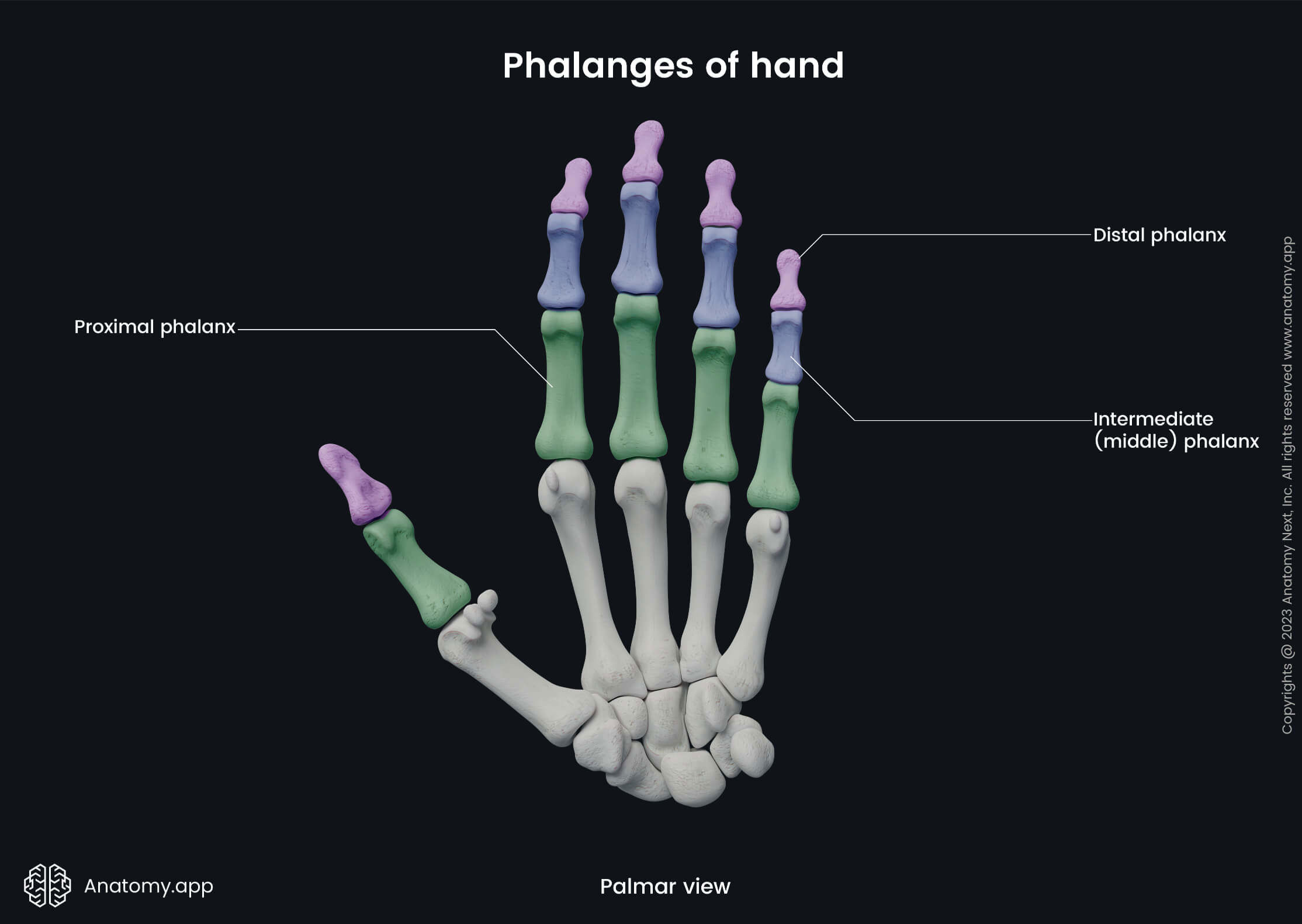 <p>Finger bones. Each digit has proximal, middle, and distal phalanges, except the thumb (only proximal &amp; distal).</p>