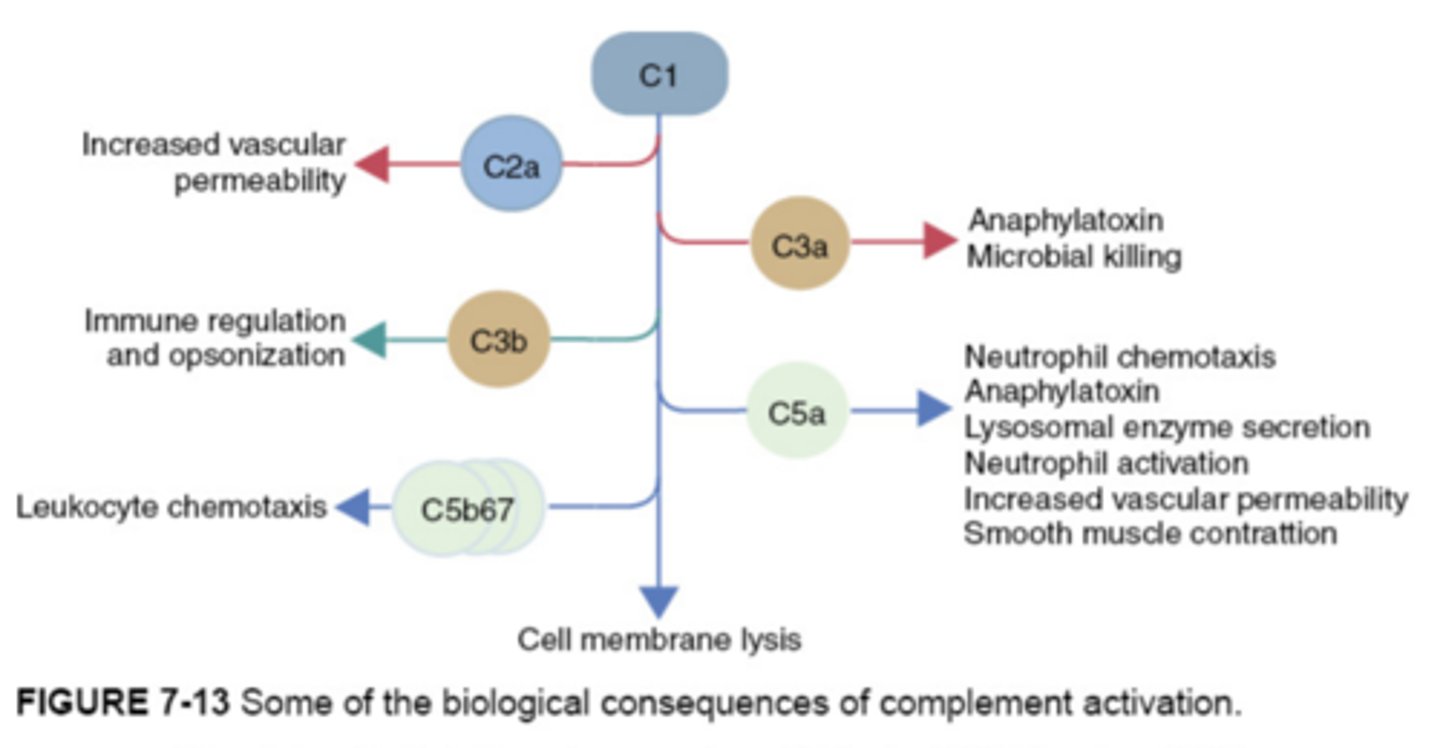 <p>C3b coats a target so it can be engulfed by phagocytes easier</p>