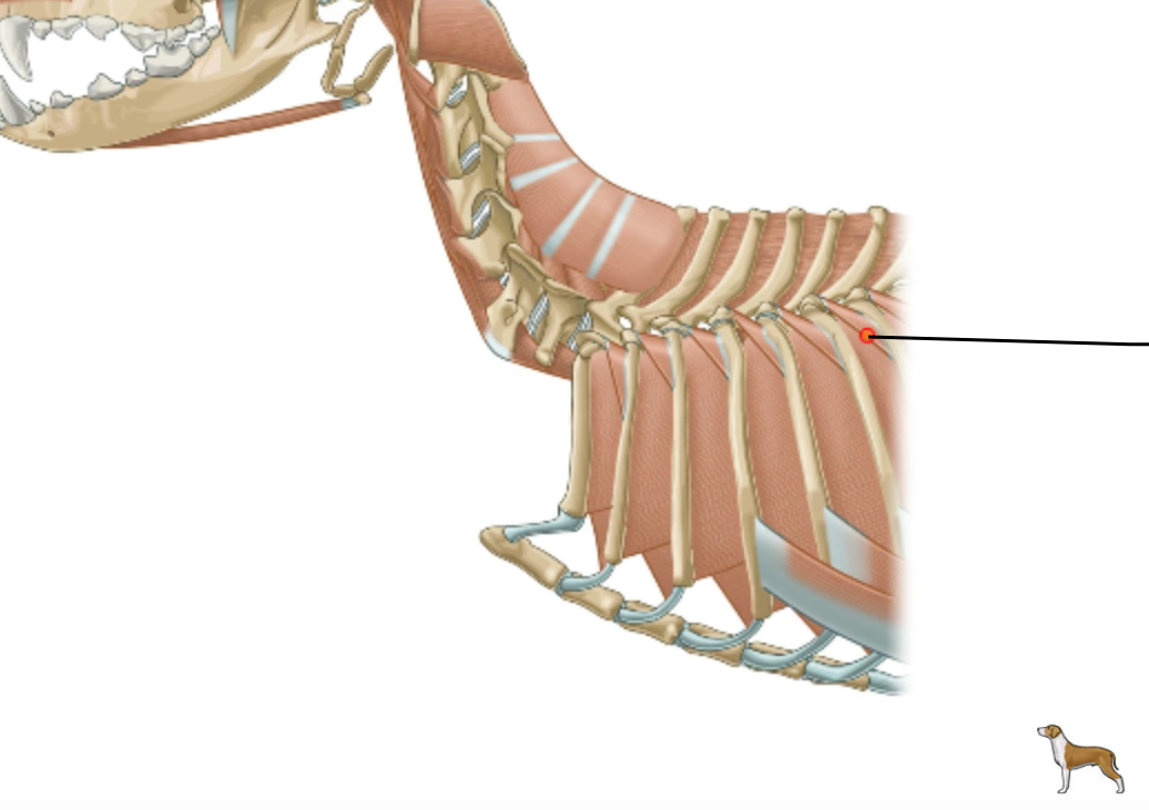 <p>Which muscles are covered by the m. erector spinae, including series of short muscles going from the processus transversi et mamillares of thoracic vertebrae and insert on cranial border of the angle of rib? </p>