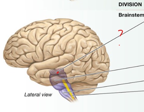 <p>Processes and routs visual and auditory stimuli to the thalamus</p><p>Carries motor fibers from the cerebral cortex</p><p>Monitors movement with the basal nuclei</p><p>Mediates reflexes</p>
