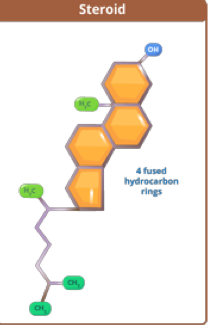 <p>3 6-membered rings + 1 5-membered ring </p><ul><li><p>Examples include hormones and cholesterol </p></li></ul><p></p>