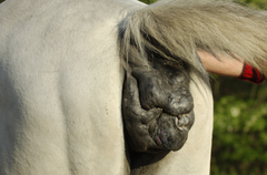 <p>What type of equine melanoma develops in older grey horses?</p>