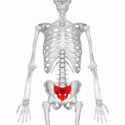 <p>What bone is this?</p>