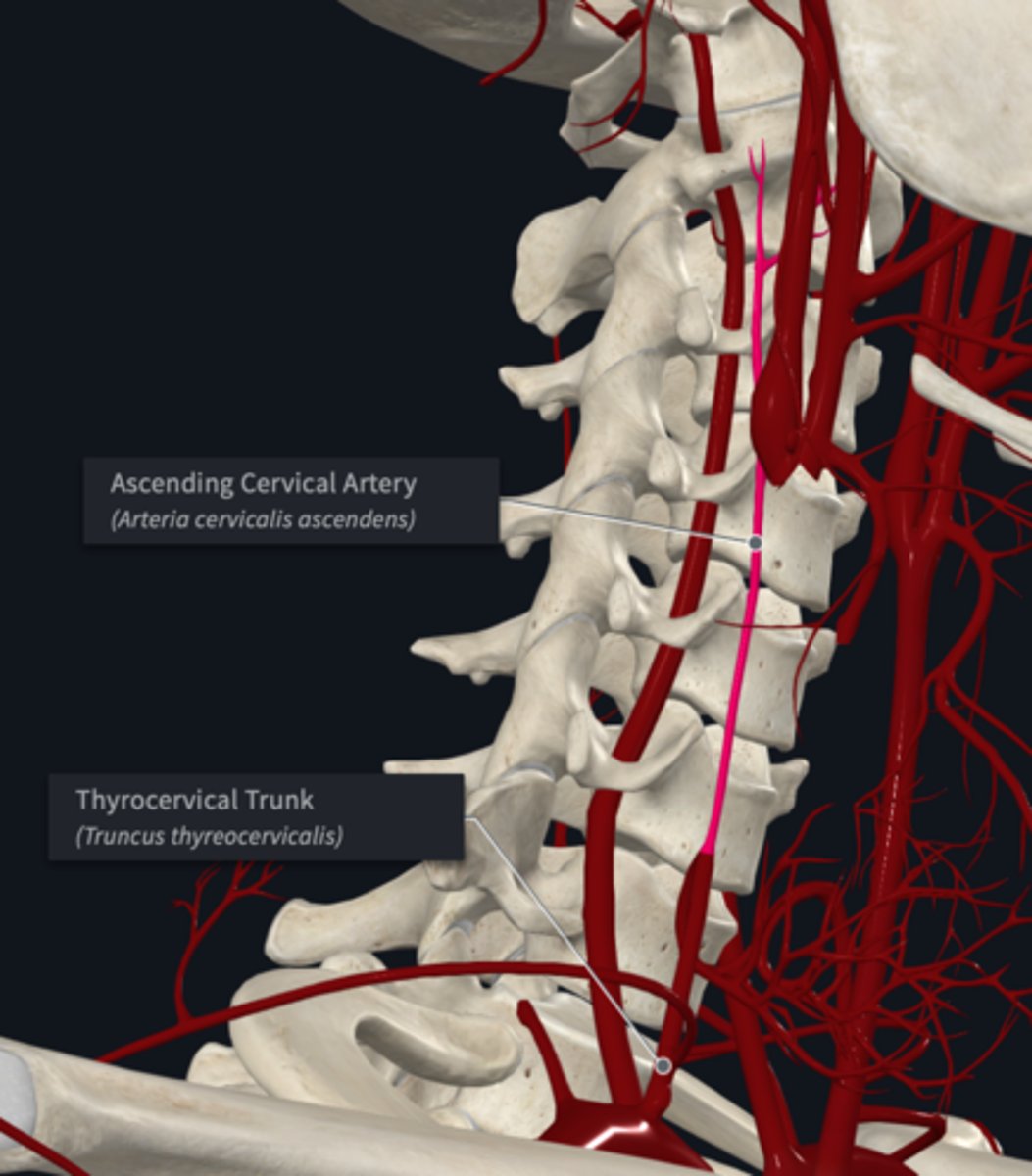 <p>What does the Ascending cervical artery (Terminal branch of thyrocervical trunk) supply?</p>