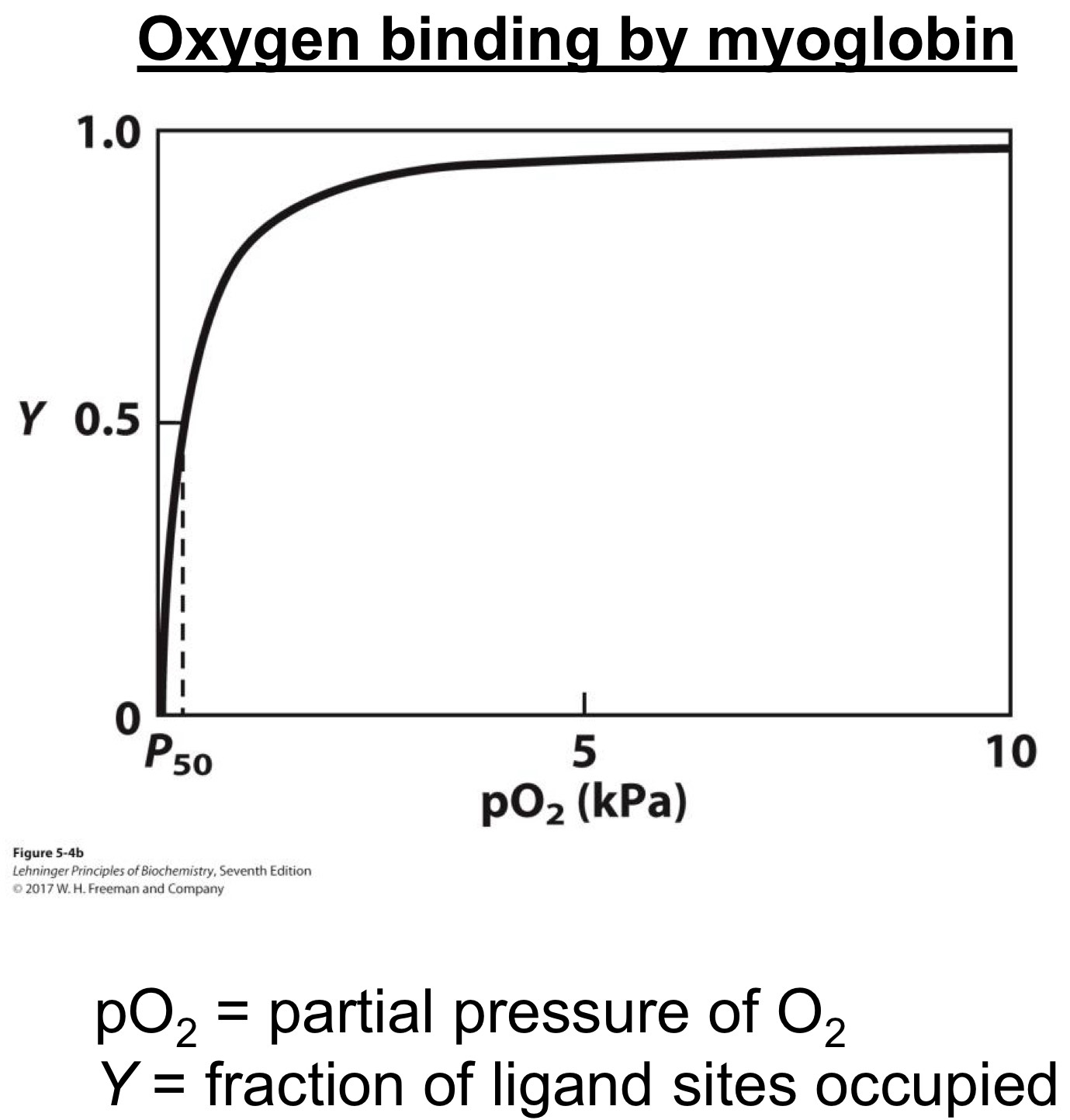 <p><span>The amount of oxygen bound increases with oxygen concentration</span><br><span>In myoglobin, relationship is simple</span></p>