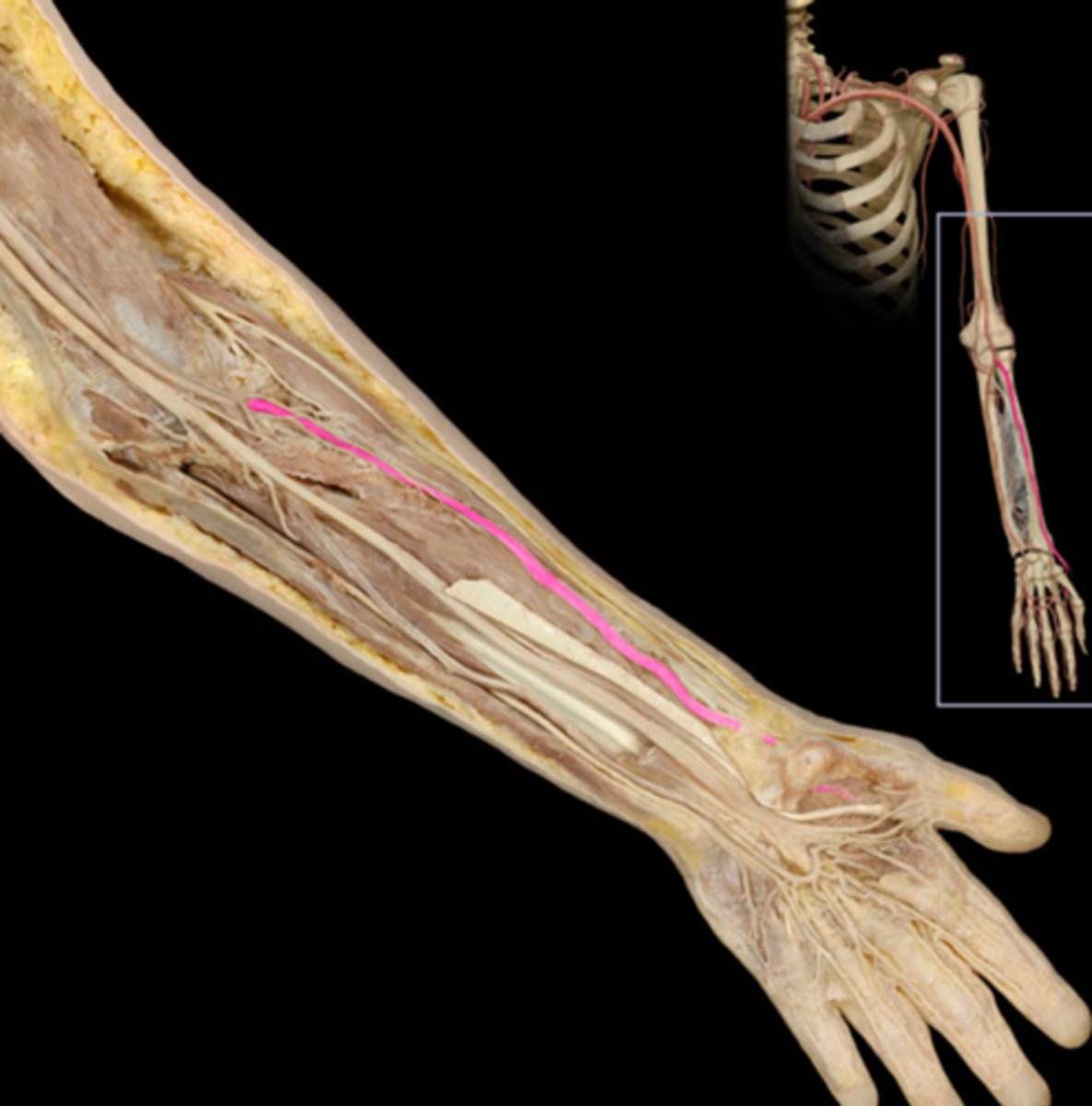 knowt flashcard image