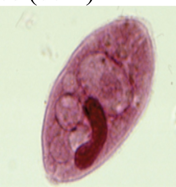 <p>Identify the alveolate</p>