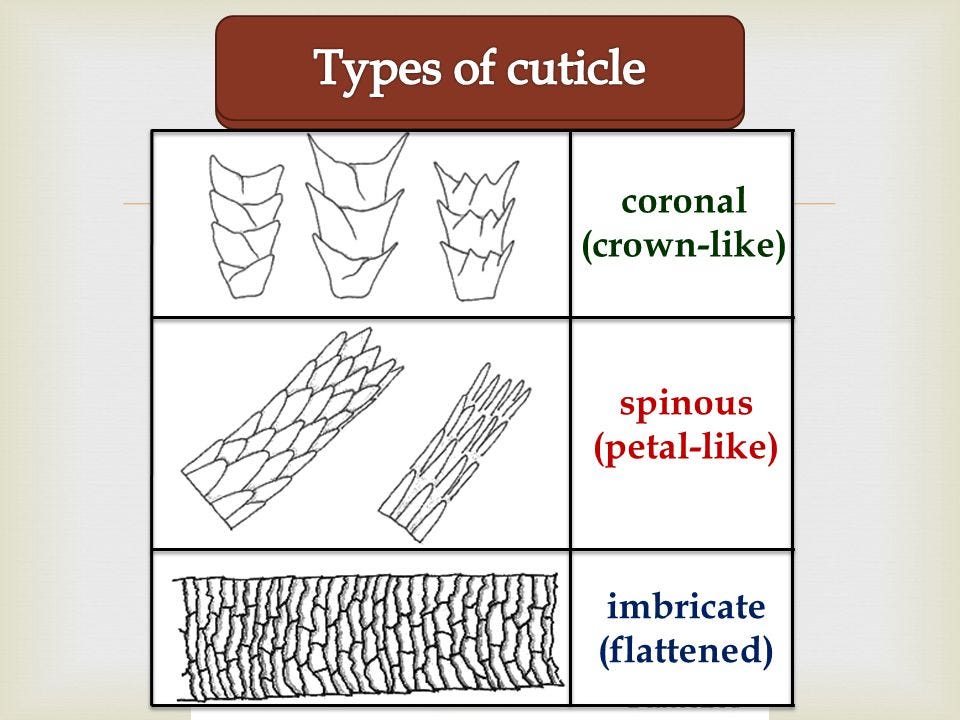 <p>The scale patterns of the cuticle (coronal “crown-like” for rodents, spinous “petal-like” for cats&amp;mink, and imbricate “shingle-like” for humans)</p>