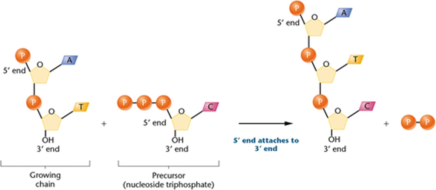 <p>occurs in 5' to3' direction by adding one nucleotide at a time to 3'-OH of the nucleotide</p>