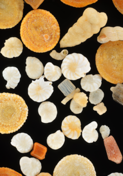 <p><span>have porous shells made of</span><strong> calcium carbonate</strong><span>, giving them a chalky appearance and texture. They use thin, thread-like </span><strong><span><mark data-color="yellow">pseudopods</mark></span></strong><span> that extend through holes in the outer shell to capture prey</span></p>