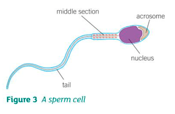 <p>Sperm cells have:</p><p>- A haploid nucleus containing genetic information</p><p>- Tail (that enables movement)</p><p>- Mitochondria (provides energy for movement)</p><p>- Acrosome contains enzymes that digest the egg cell membrane</p>