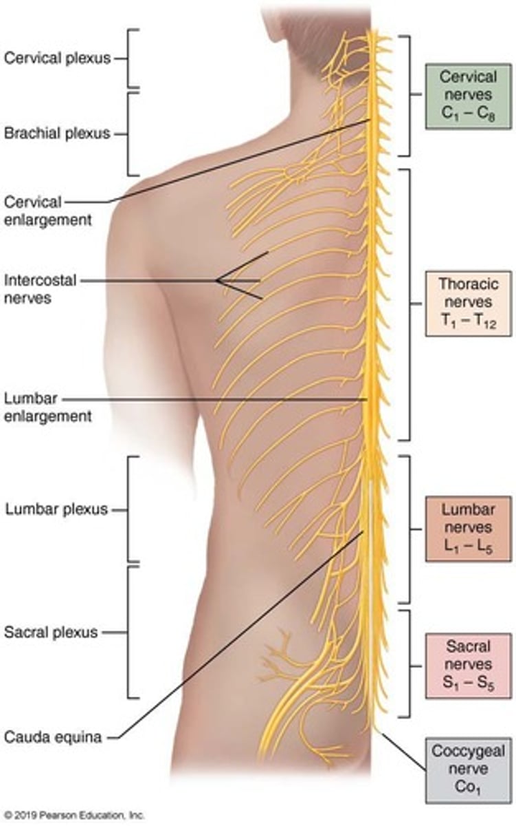 <p>Nerves that exit from the spinal cord and supply the rest of the body.</p>