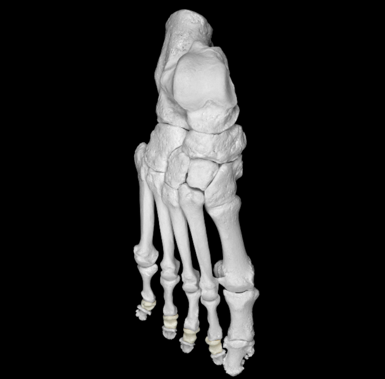 <p>bones of digits of foot </p>