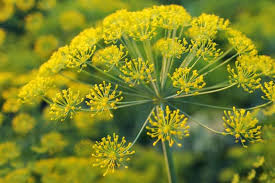 <p>Dill</p>