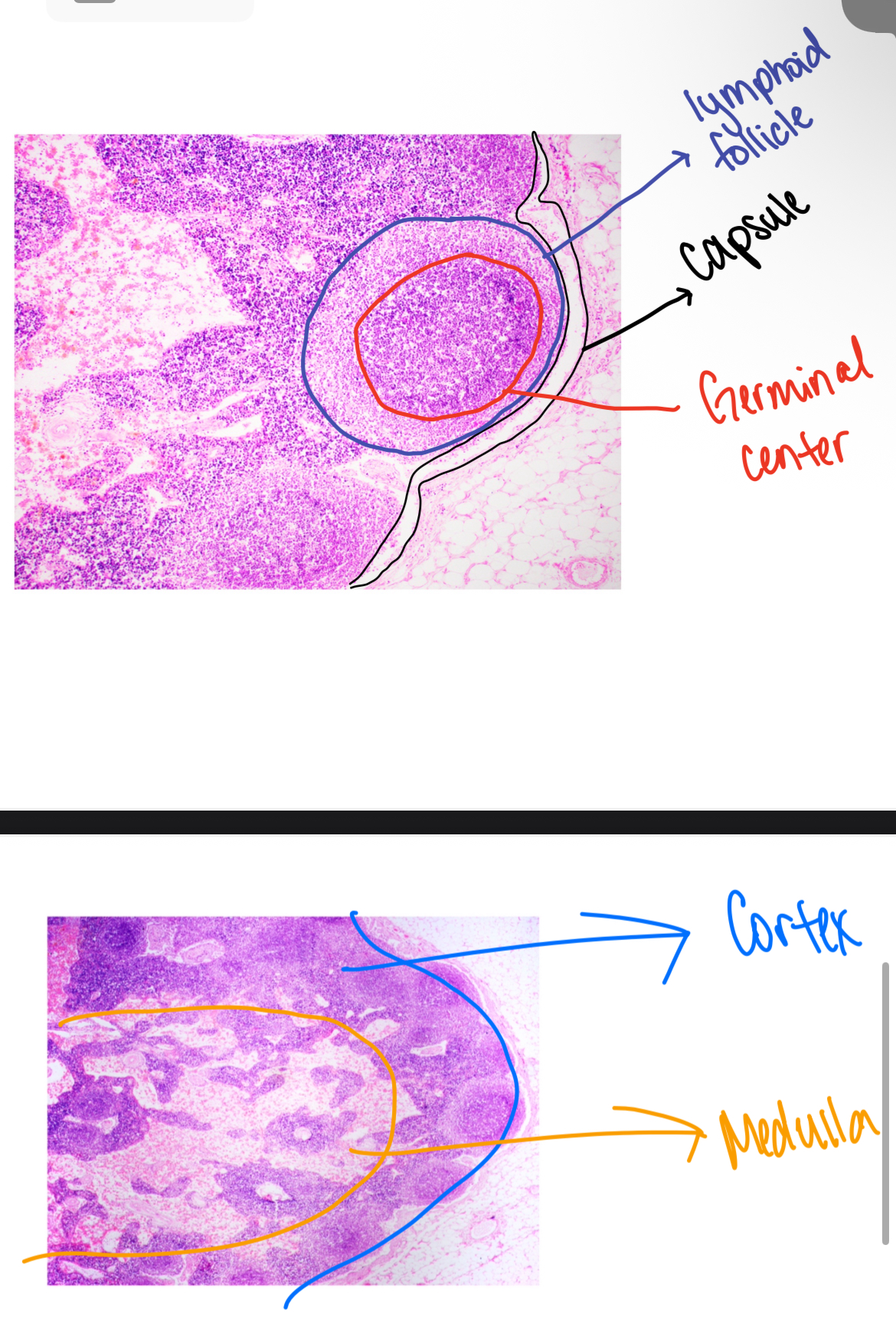 knowt flashcard image