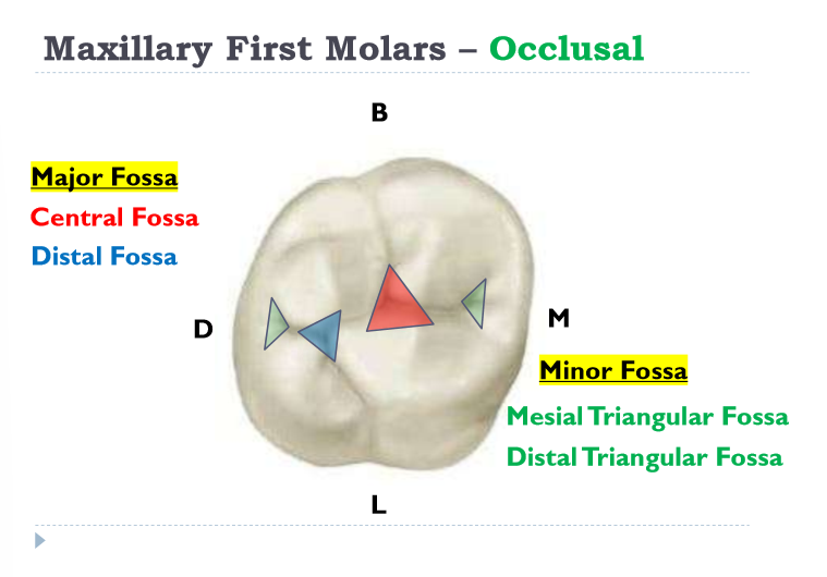 <p>central and distal fossa</p>