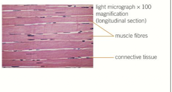 <p>- contraction for movement<br>- layers of protein filaments that can slide over each other and cause muscle contractions&nbsp;<br>- high density of mitochondria</p>