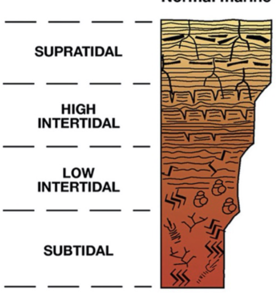 <p>BOTTOM TO TOP</p><ol><li><p><strong>Subtidal</strong>: bioturbated, muddy</p></li><li><p><strong>Low intertidal:</strong> microbial laminites and fenestrae, burrows</p></li><li><p><strong>High intertidal: </strong>microbial laminites and fenestrae, dessication cracks</p></li><li><p><strong>Supratidal: </strong>flat pebbles, microbial laminites and fenestrae, tree roots</p></li></ol>