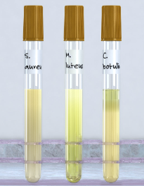 <p>Identify type of microorganism</p>