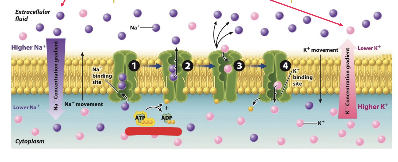 <ul><li><p><span>The movement of substances across a cell membrane against an electrochemical gradient, requiring an input of energy (ATP)</span></p></li><li><p><span style="background-color: inherit; line-height: 19.55px; color: windowtext;"><span>Cell moves substance against constant gradients (low concentration --&gt;high): use active transport</span></span><span style="line-height: 19.55px; color: windowtext;"><span>&nbsp;</span></span></p></li><li><p><span><span>cells move substances through transport proteins embedded in the cell membrane</span></span></p></li><li><p><span><span>Ex:</span></span></p><ul><li><p><span><span>sodium–potassium pump </span></span></p></li><li><p><span><span> Within cells, sodium is kept at concentrations much lower than in the external environment; the opposite is true of potassium. </span></span></p></li><li><p><span><span>both sodium and potassium have to be moved against a concentration gradient. </span></span></p></li><li><p><span><span>The sodium–potassium pump actively moves sodium out of the cell and potassium into the cell</span></span></p></li></ul></li></ul><p></p>