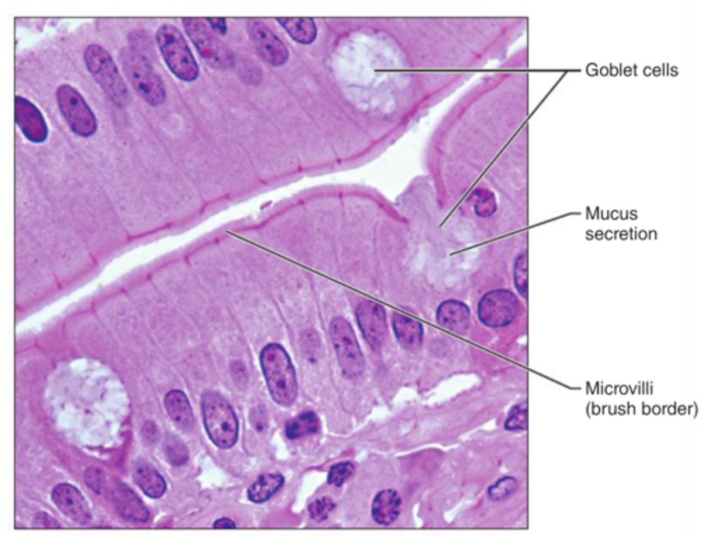 <p>absorption; secretion of mucus, enzymes, and other substances; ciliated type propels mucus (or reproductive cells) by ciliary action</p>