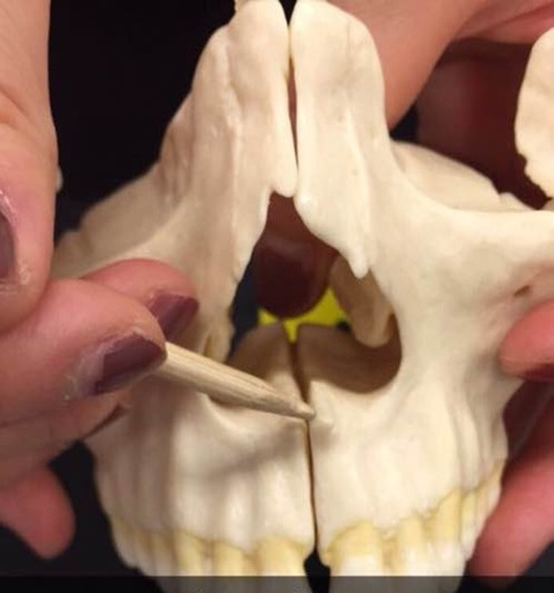 knowt flashcard image