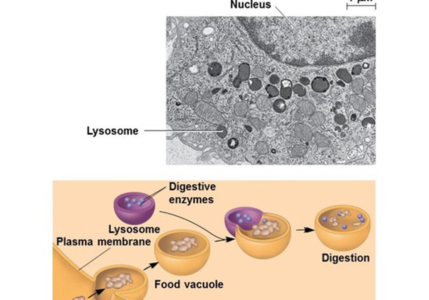 <p>Organelle that engulfs dead organelles or foreign matter and is basically a recycling center.</p>