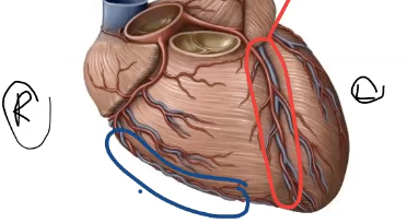 <p>which vein travels with the right marginal artery and is highlighted in dark blue?</p>