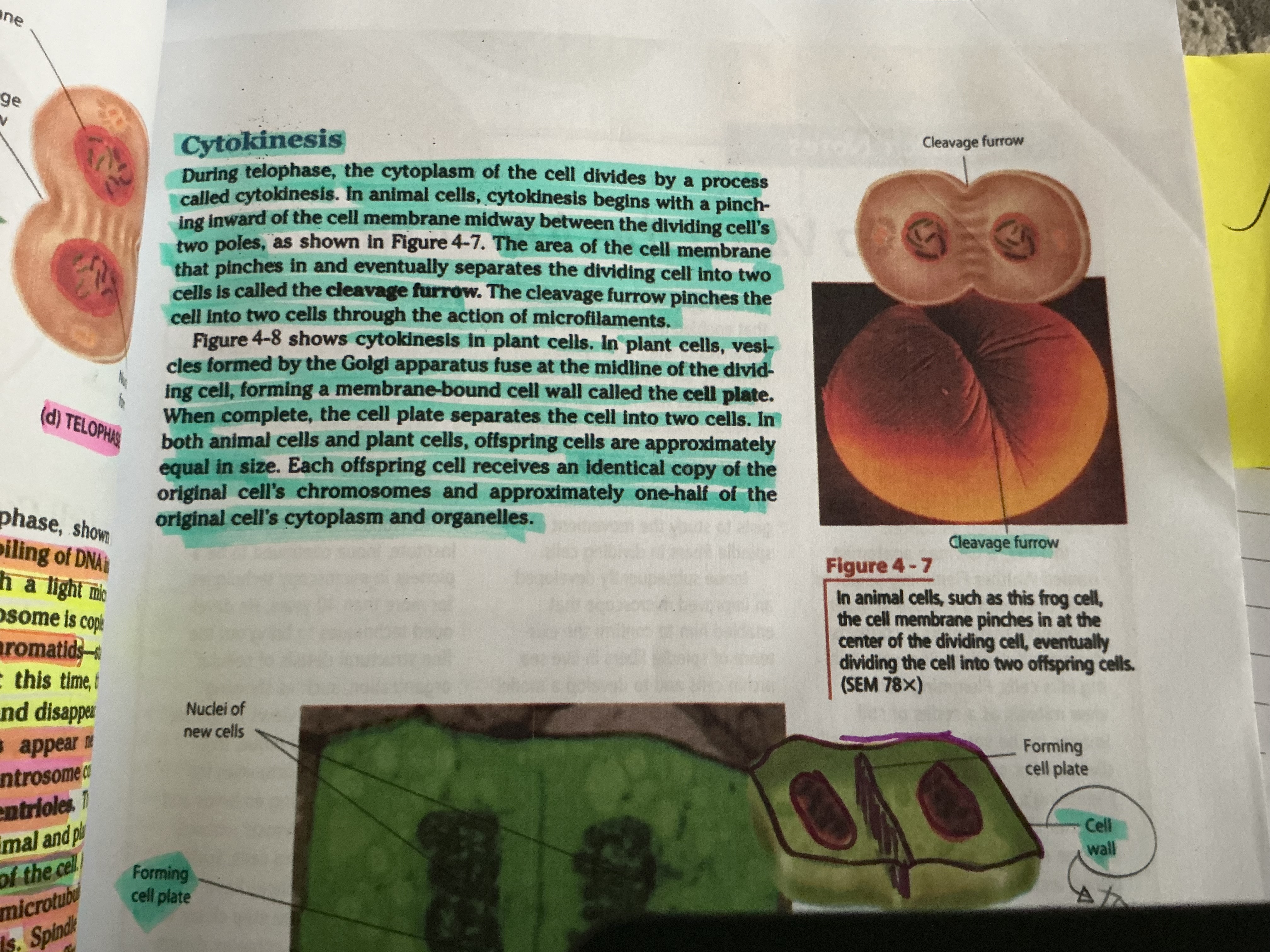 knowt flashcard image