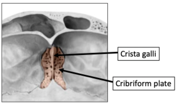 <p>Perpendicular projection of the ethmoid bone</p><ul><li><p>Acts as an anchoring point for membranes surrounding the brain (meninges)</p></li></ul>