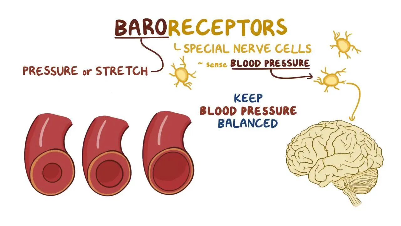 <p>Baroceptors respond to change in</p>