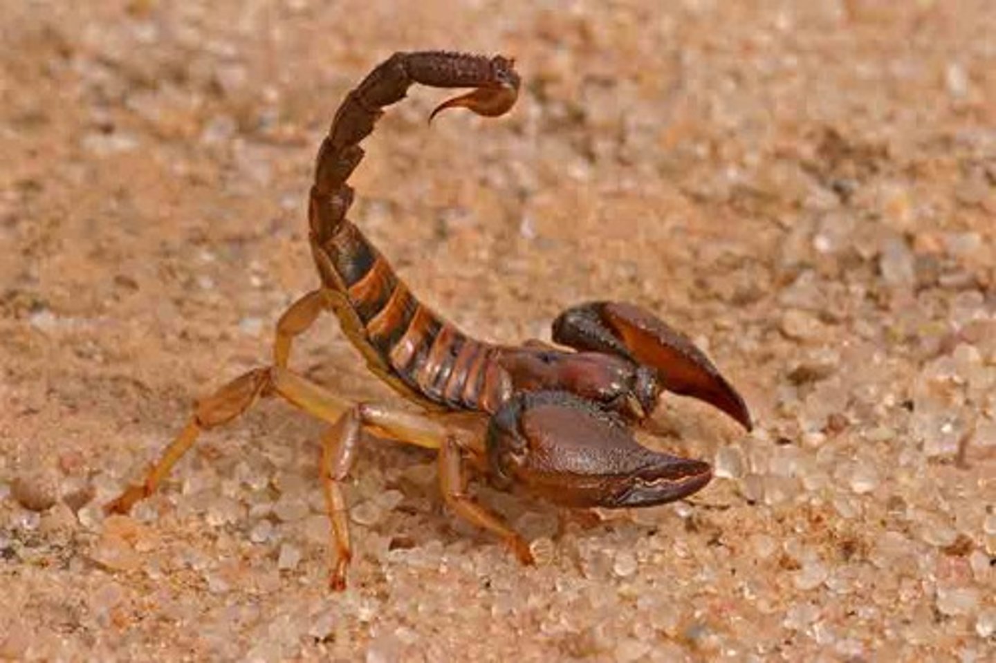 <p>lives in the desert</p>