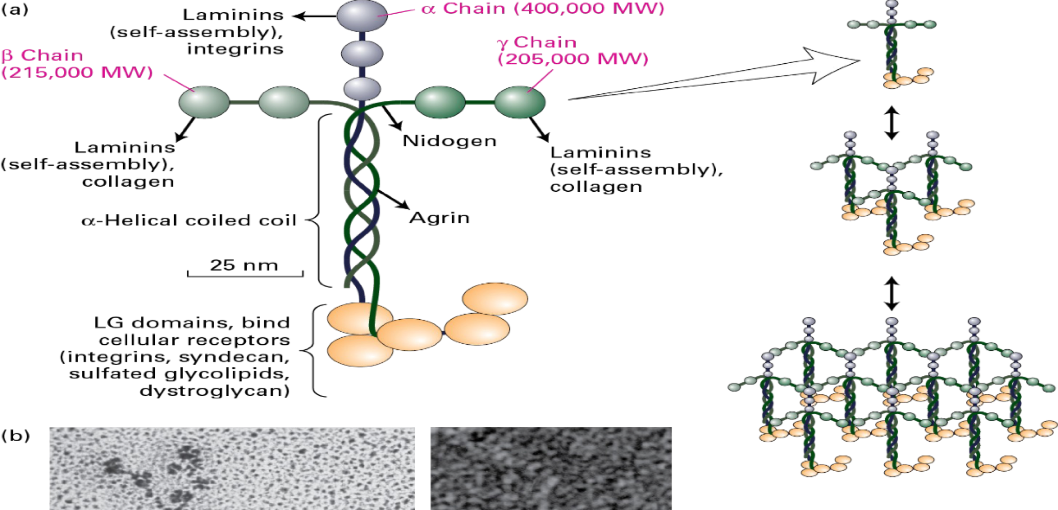 <ul><li><p><span>multi-adhesive </span></p></li></ul><ol><li><p><span>800 kDa</span></p></li><li><p><span>self-assembly (molecules that requires little to no energy to make a sheet)</span></p></li><li><p><span>neuronal growth in vitro </span></p></li></ol><p></p>